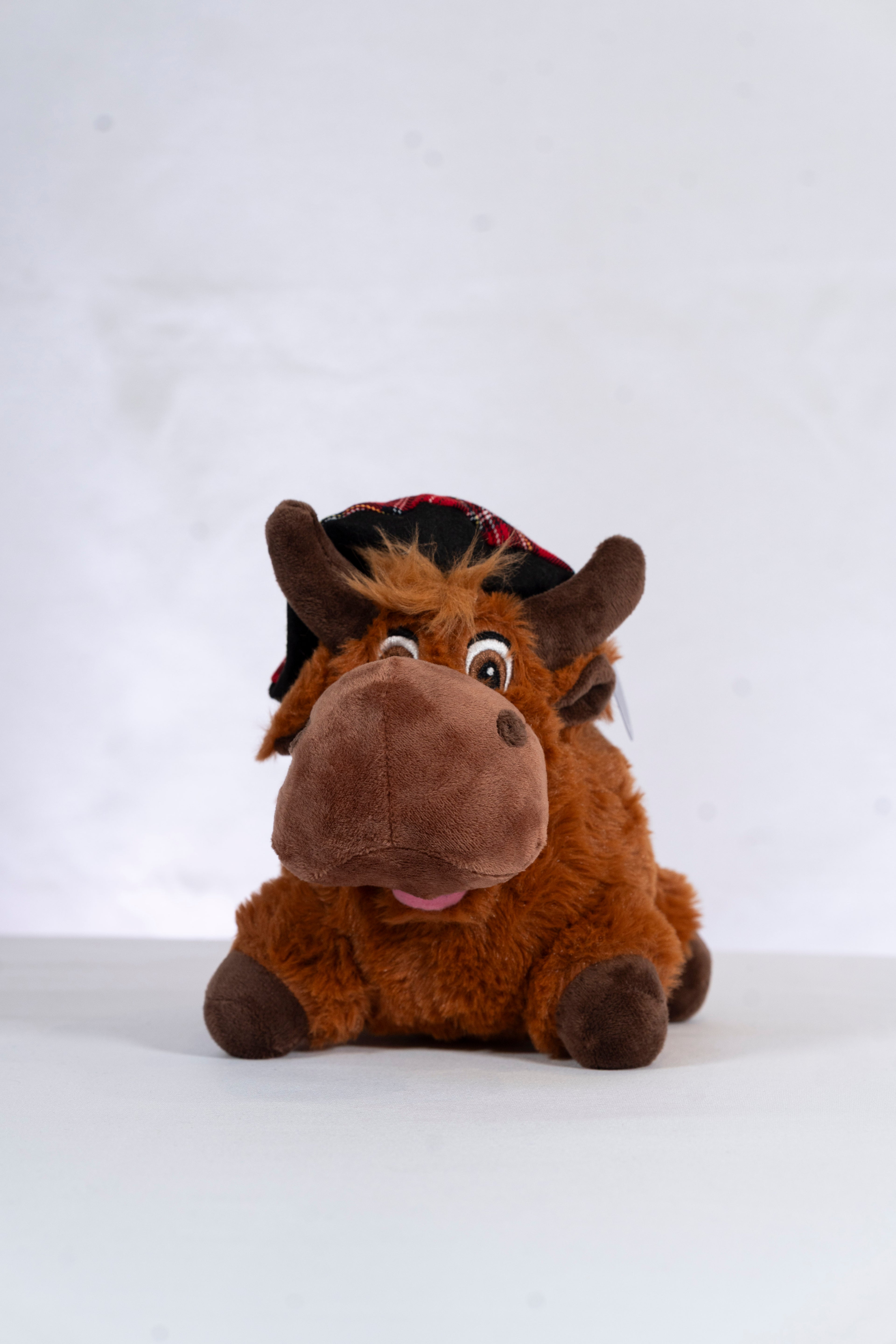 Hamish the Highland Cow