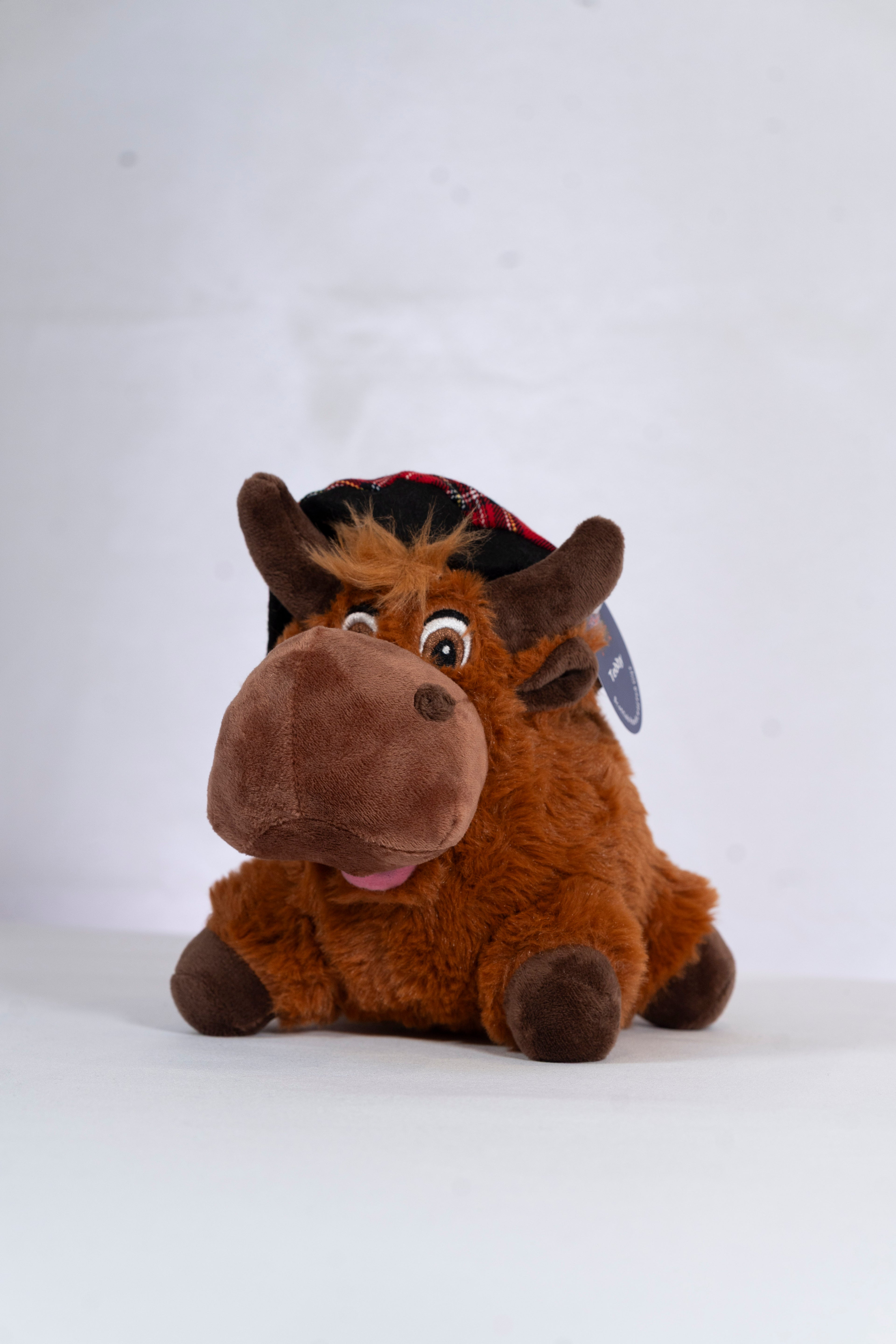 Hamish the Highland Cow